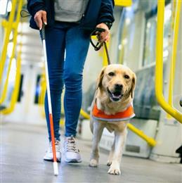 One Dog, Two Dogs, Parrot? Recent Developments in Managing Assistance Animal Requests