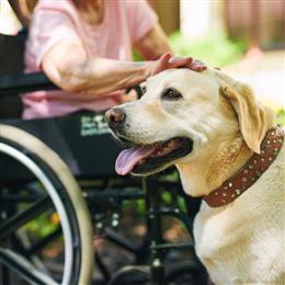 New Rulings on Assistance Animals-id514112866.jpg skills on-demand image